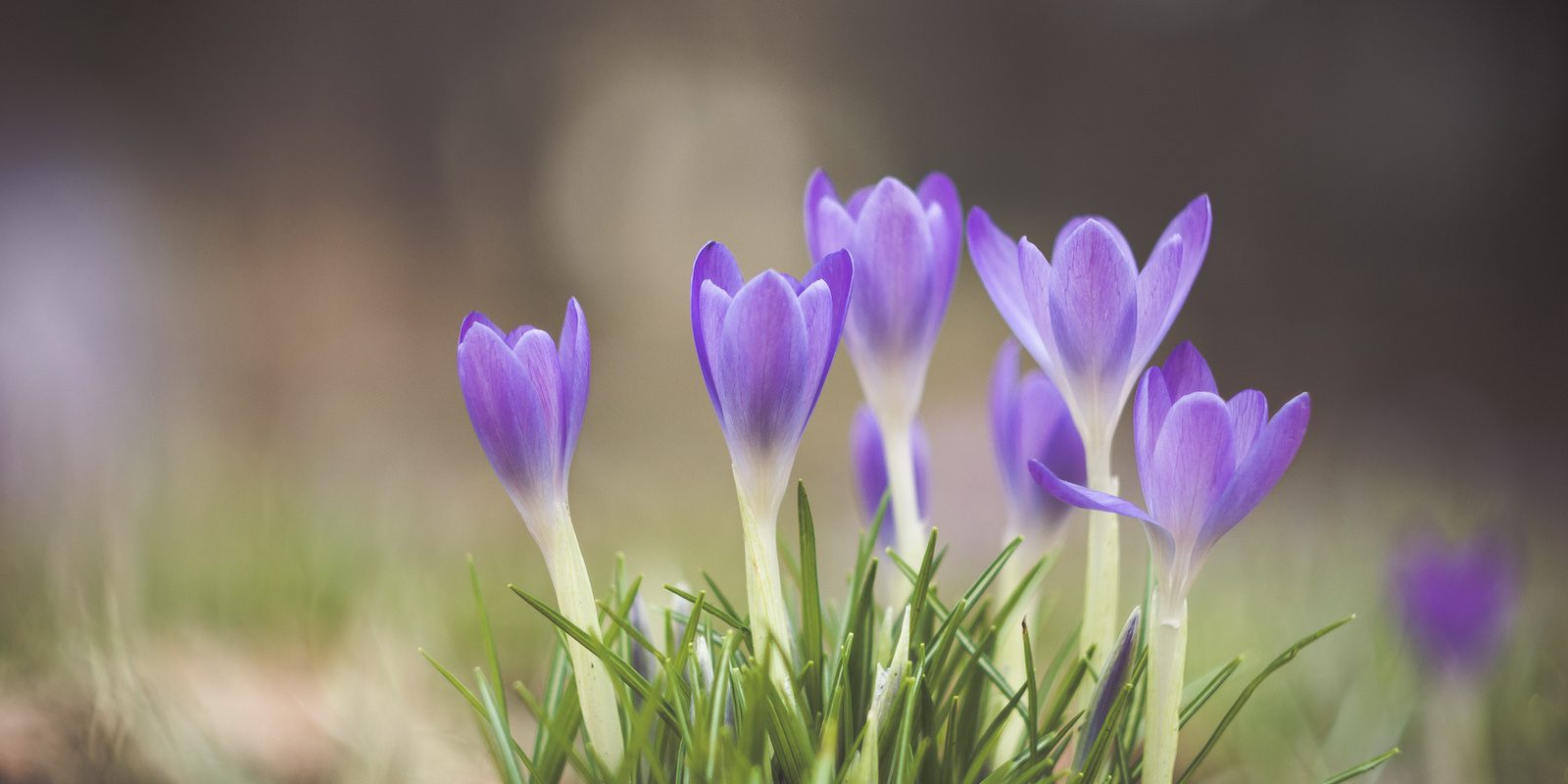 Bettdecken für den Frühling Frühjahr, Frühling
