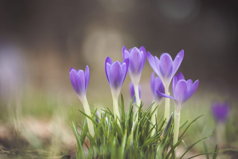 Frühjahr, Frühling