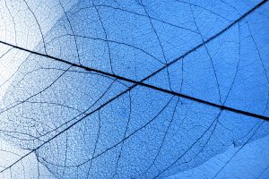 natural-blue-background-autumn-fallen-skeletonized-leaves-dry-fallen-leaves-closeup natural-blue-background-autumn-fallen-skeletonized-leaves-dry-fallen-leaves-closeup
